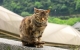 Mehr Schutz für Katzen – Katzenschutzverordnung für HH beantrag