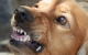 Hundekontrolldienst kontrolliert unzureichend vor Ort – Ordnungsdienst muss wieder eingeführt werden